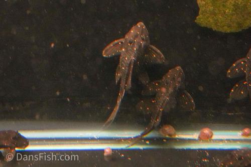 LDA031 Mustard Spot Pleco