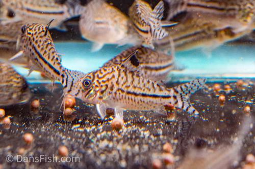 Leopard Cory