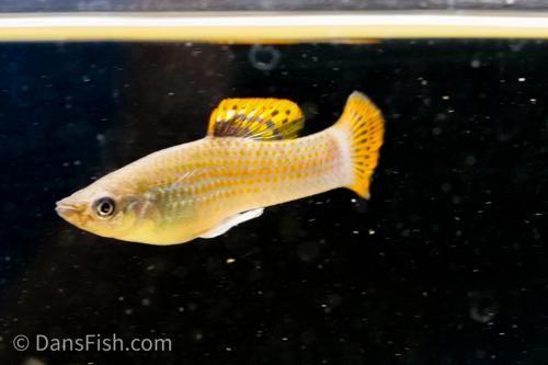 Liberty Molly, Pair (1M1F)