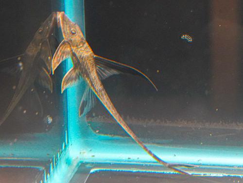 Cowboy Whiptail Catfish