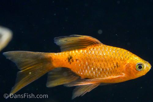 Longfin Neon Rosy Barb