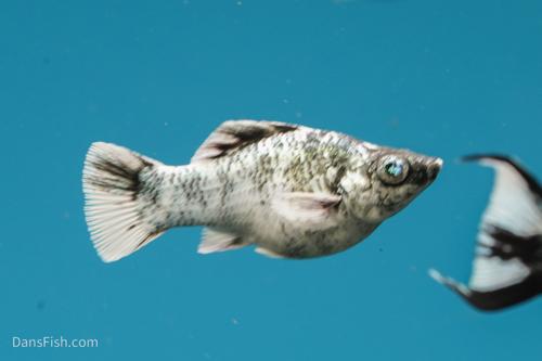 Marble Platinum Balloon Molly, Female