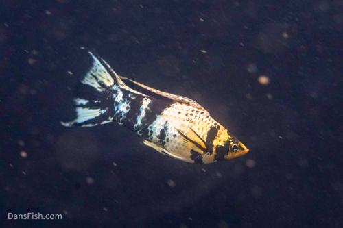 Marble Platinum Lyretail Sailfin Mollies, Female