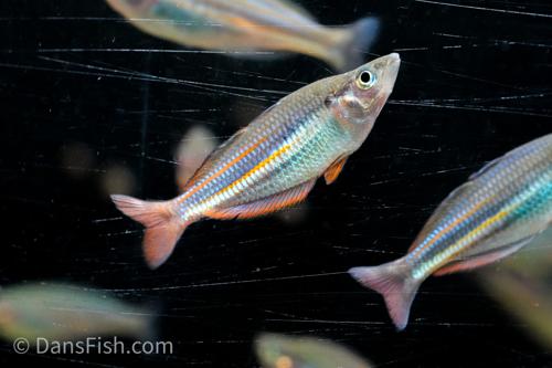 Melanotaenia affinis 'Pagwi'