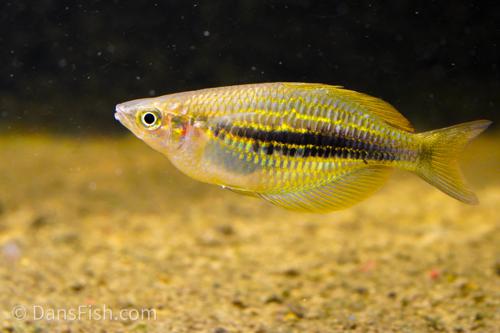 Melanotaenia cf. ammeri "Lengguru", Male