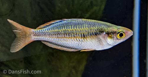 Melanotaenia mairasi, Pair (1M1F)
