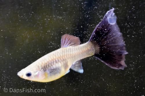 Metal Snakeskin Bluetail Guppy, Pair (1M1F)