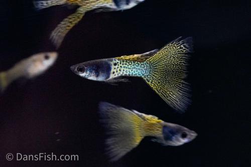 Metal Yellow Lace Guppy, Pair (1M1F)