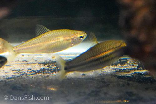 Neolebias trilineatus