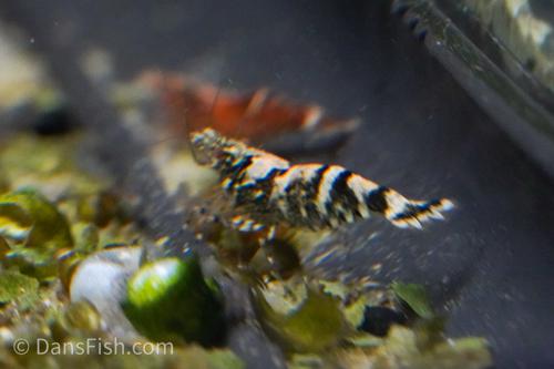 Ninja Shrimp, (4 pack)