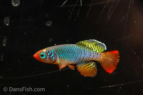 Notho rubripinnis 'TAN 2017-23', Pair (1M1F)