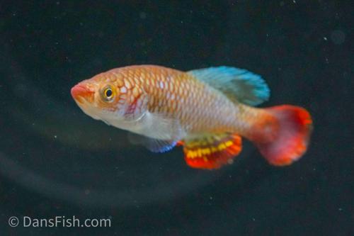 Notho usanguensis 'Manienga TAN 19-03', Pair (1M1F)