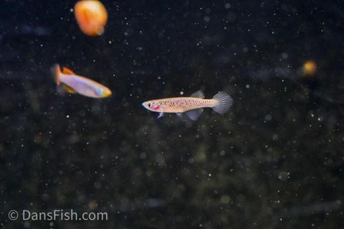 Nothobranchius geminus 'Ifakara TAN 19-01', Pair (1M1F)