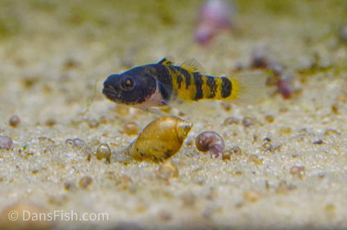 Ocelot Bumblebee Goby