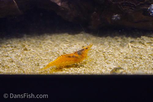 Orange Bee Shrimp, (4 pack)