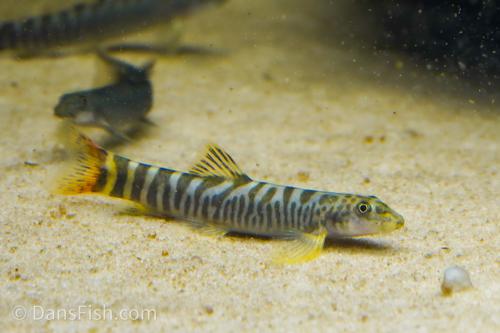 Ornate Sand Tiger Loach