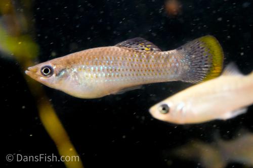Pacific Molly, Pair (1M1F)