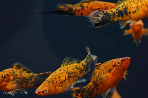 Painted Swordtail