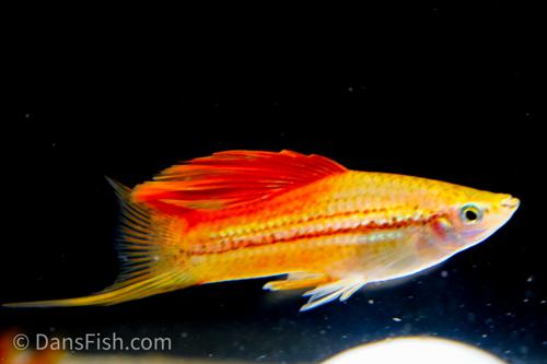 Pineapple High-Fin Swordtail, Pair (1M1F)