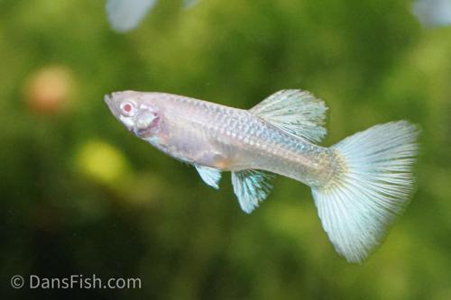 Albino Platinum Guppy, Pair (1M1F)
