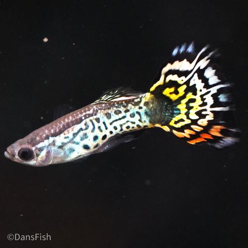 Platinum Yellow Tiger Guppy, Pair (1M1F)