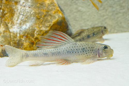 Purple Sailfin Gudgeon, Pair (1M1F)