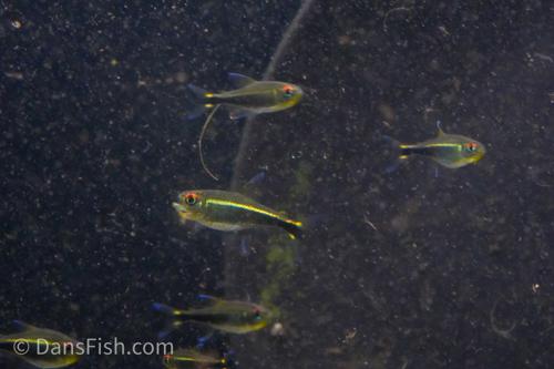 Purple Tetra