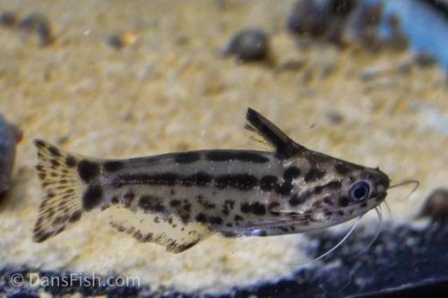 Pygmy Driftwood Catfish 'Rio Nanay'