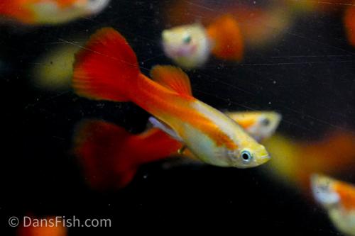 Red Blonde Guppy, Pair (1M1F)
