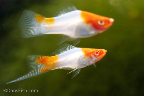 Albino Red Cap Swordtail