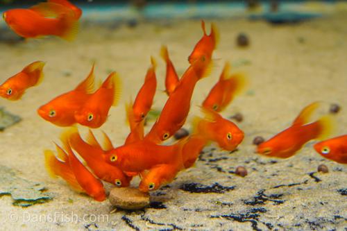 Red High-Fin Platy