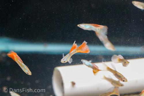 Red Lace Guppy, Pair (1M1F)
