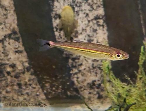 Red Line Lizard Tetra