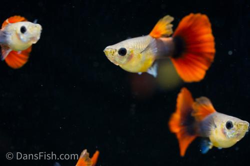 Red Rosetail Guppy, Male