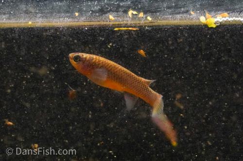 Red Stripe Killifish, Pair (1M1F)