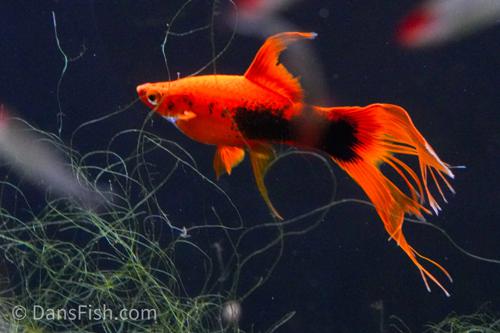 Red Tuxedo Lyretail Swordtail
