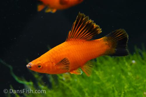 Red Wag Cauliflower High Fin Swordtail, Pair (1M1F)