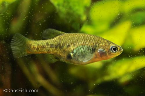 Redtail Goodeid, Pair (1M1F)