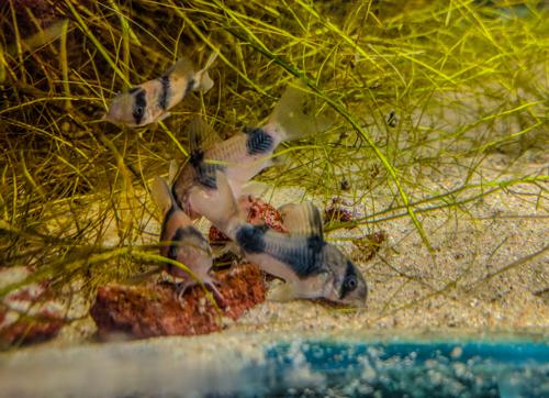 Rick's Two Saddle Cory