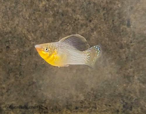 Sailfin Molly, Pair (1M1F)