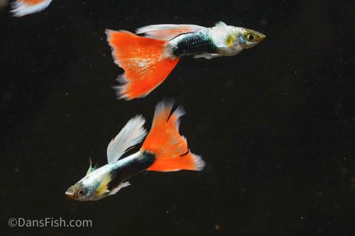 Santa Claus Guppy, Male