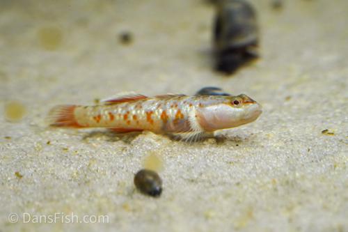 Scarlet Goby, Male