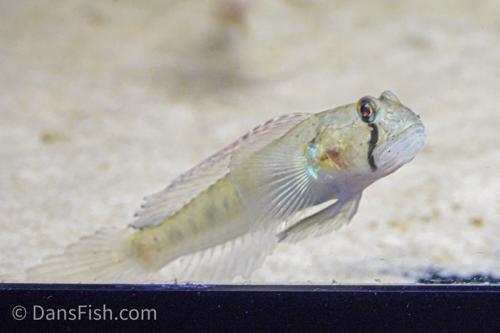 Sharptail Goby