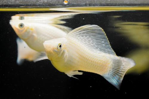 Silver Sailfin Molly, Pair (1M1F)