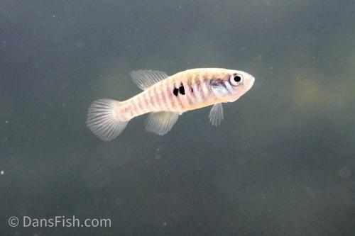 Simpsonichthys santanae, Pair (1M1F)