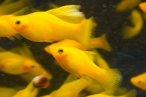 Solid Yellow Highfin Variatus Platy, Female