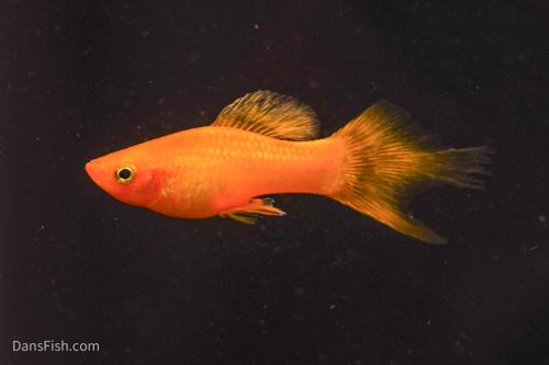 Solid Yellow Variatus Platy, Male