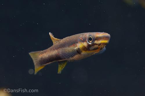 Splendid Lyretail Killifish, Pair (1M1F)
