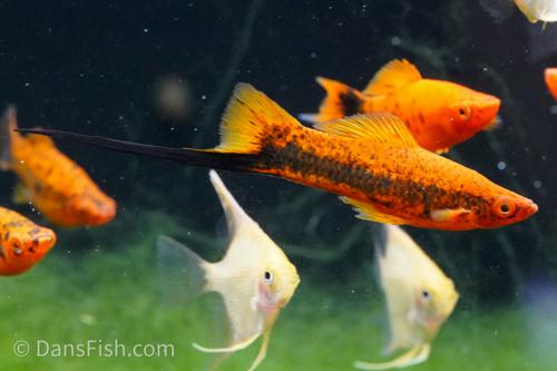 Spotted Red Swordtail, Female