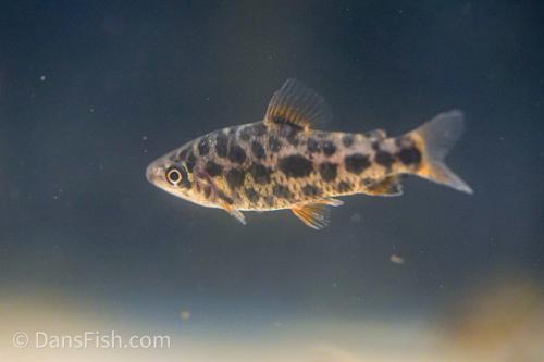Strawberry Leporinus